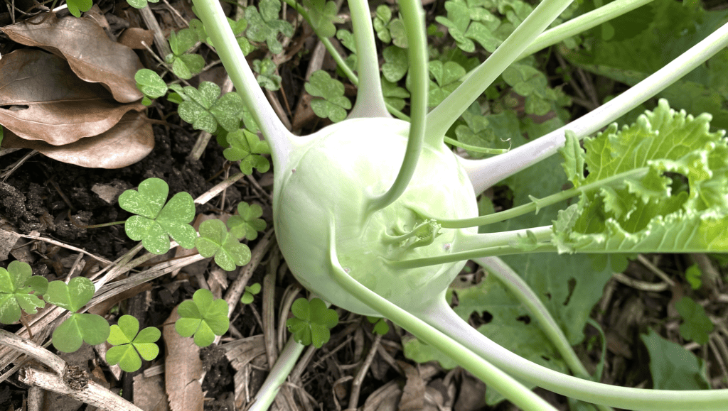 Kohlrabi Bulb